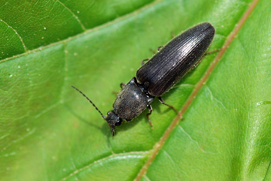 Elateridae con pubescenza: Athous haemorrhoidalis